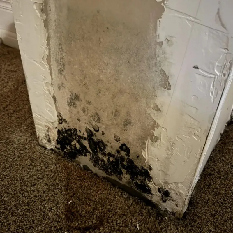 Professional Mold Removal in Trophy Club, TX